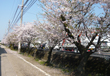 刑務所横の桜並木